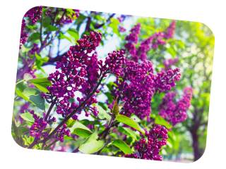 FÓLIOVÉ PRESTIERANIE - 308