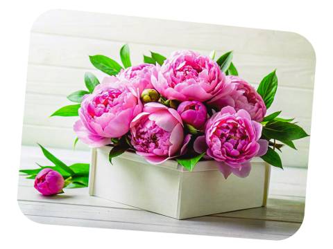 FÓLIOVÉ PRESTIERANIE - 387